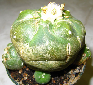 L.W. var. jourdaniana damaed by red spite mite
